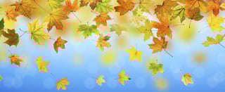 LeavesBlogBanner.jpg