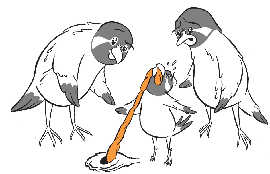 Chickadees1